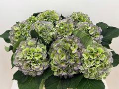 Hydrangea Verena Blue Classic 80cm 21-23cm Hd