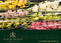 Cymbidium Mix 80cm