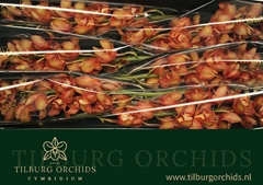 Cymbidium Oranje Holland 80cm