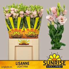 Eustoma Double Lisanne Light Pink 65cm