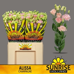 Eustoma Double Alissa Champagne 65cm