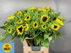 Helianthus Sunrich Lemon 80cm