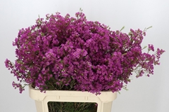 Chamelaucium Ariel 80cm 90gr.
