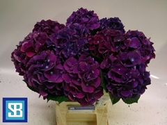 Hydrangea Royal King 60cm 15-17cm Hd