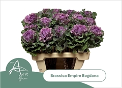 Brassica Empire Bogdana 60cm