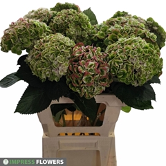 Hydrangea Revolution Classic 60cm 12-14cm Hd