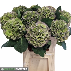 Hydrangea Elbtal Classic 80cm 19-21cm Hd