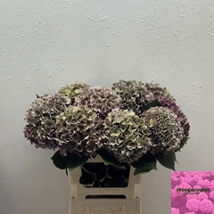 Hydrangea Rodeo Red Classic 60cm 14-16cm Hd