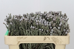 Brunia Laevis 50cm