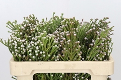 Brunia Noduliflora 50cm