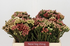 Brunia Laevis Red 35cm