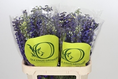 Delphinium Single Black Knight 80cm