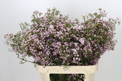 Chamelaucium Dancing Queen 80cm 65gr.