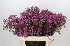 Chamelaucium Kalbarri 80cm 100gr.