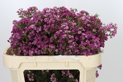 Chamelaucium Kalbarri 70cm 70gr.