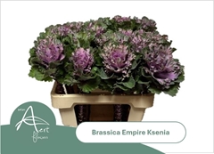 Brassica Empire Ksenia 60cm