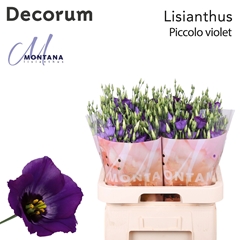 Eustoma Single Piccolo Violet 70cm