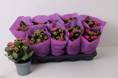 Kalanchoe Double Perfecta Purple 12Ø 24cm