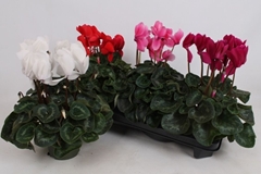 Cyclamen Super Serie Leopardo 13Ø 35cm