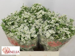 Chamelaucium Ofir 60cm 30gr.