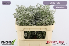 Limonium Caspium White Neto 70cm 35gr.