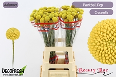 Craspedia Paintball Pop 65cm