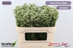 Limonium Sinense Sensi Piña Colada 70cm 25gr.