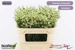 Limonium Sinense Sensy Lemonade 70cm 20gr.