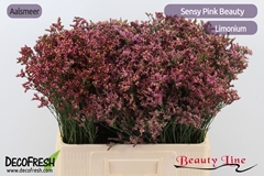 Limonium Sinense Sensy Pink Beauty 60cm 20gr.