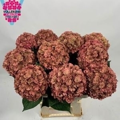 Hydrangea Royal Anastasia Classic 60cm 16-18cm Hd