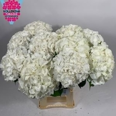 Hydrangea White Verena 65cm 18-20cm Hd