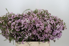 Chamelaucium Dancing Queen 60cm 30gr.