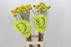 Craspedia Globosa Paintball Popup 80cm