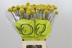 Craspedia Globosa Paintball Popup 70cm