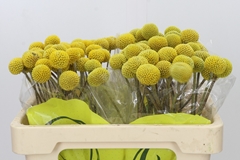 Craspedia Globosa Paintball Popup 50cm