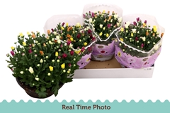 Chrysanth Mix 23Ø 27cm