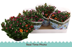 Chrysanth Mount Aubisque Mix 23Ø 27cm