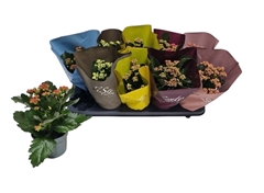 Kalanchoe Double Mix 10Ø 24cm