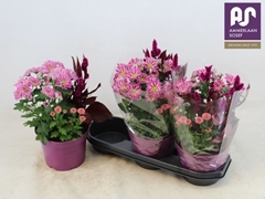 Bedding Plants Mix 19Ø 37cm