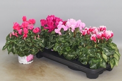 Cyclamen Super Serie Xl 13Ø 30cm