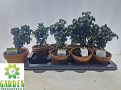 Ligustrum Rotundifolium 13Ø 40cm