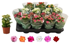 Kalanchoe Double Rosaline Mix 7Ø 15cm
