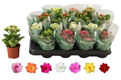 Kalanchoe Double Rosaline Mix 7Ø 15cm