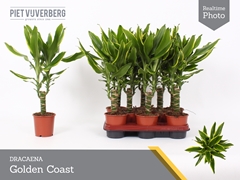 Dracaena Gold Coast 11Ø 45cm