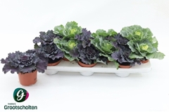 Brassica Oleracea 10Ø 15cm