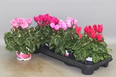 Cyclamen Super Serie Xl 13Ø 30cm