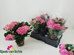Hydrangea Hi Halo 14Ø 35cm 5bl