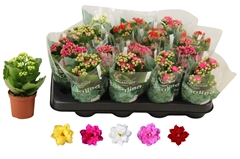 Kalanchoe Double Rosaline Mix 7Ø 15cm