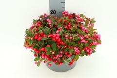 Gaultheria Procumbens 23Ø 30cm
