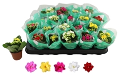 Kalanchoe Double Rosaline Mix 6Ø 12cm